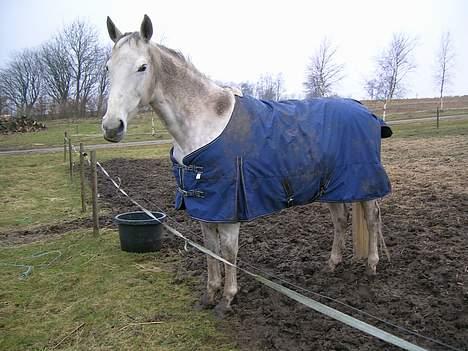 Dansk Varmblod Vennelunds Nala *R.I.P* - april 2006 FOTO: Helle billede 7