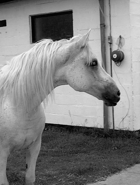 Arabisk fuldblod (OX) Faisal ox 1700 - foto: Marlene Ølgod billede 9