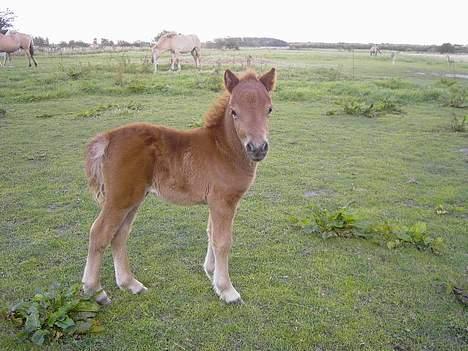 Shetlænder Lillegaard's Fugy - er han ikk bare super sød...?? billede 5