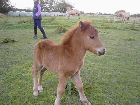 Shetlænder Lillegaard's Fugy - fugy som føl igen.. billede 6