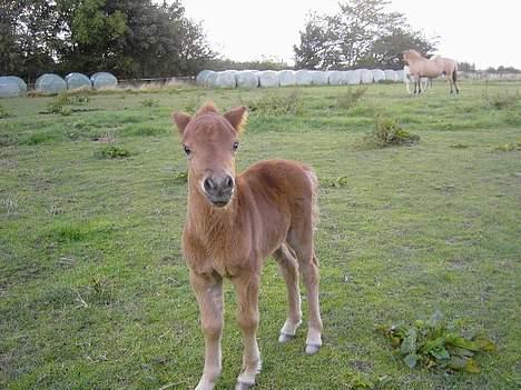 Shetlænder Lillegaard's Fugy - Fugy som føl.. billede 7