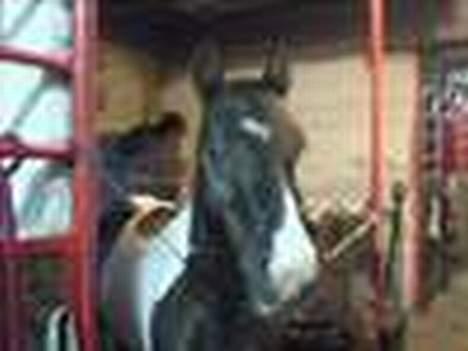 Pinto Vestergaards Domino - heej billede 7