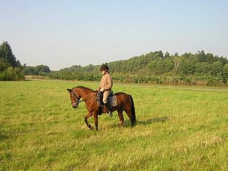 New Forest Blue Bell. R.I.P. - Hygge ridning, ved fars sommerhus :-) billede 4