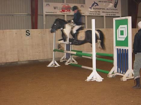 Pinto Vestergaards Domino billede 9