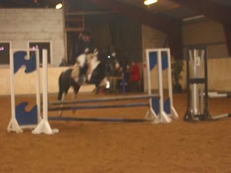 Pinto Vestergaards Domino billede 10