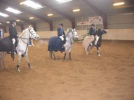 Pinto Vestergaards Domino billede 11