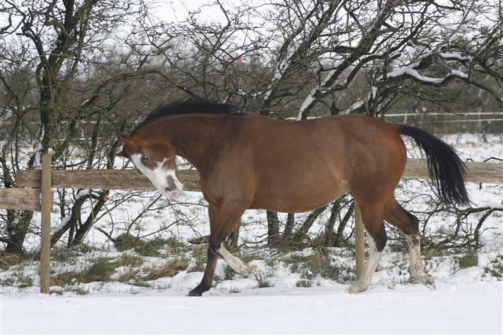 Paint Gambler Emmelie - Copyright    nix pille billede 2