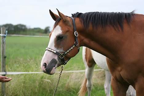 Paint Gambler Emmelie - Copyright    nix pille billede 5