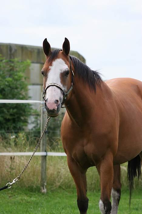 Paint Gambler Emmelie - Copyright    nix pille billede 8