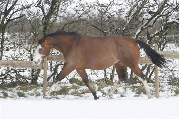 Paint Gambler Emmelie -  Copyright    nix pille Marts 2008 billede 9
