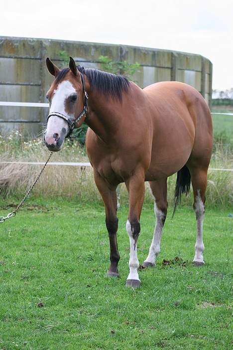 Paint Gambler Emmelie - Copyright    nix pille billede 10