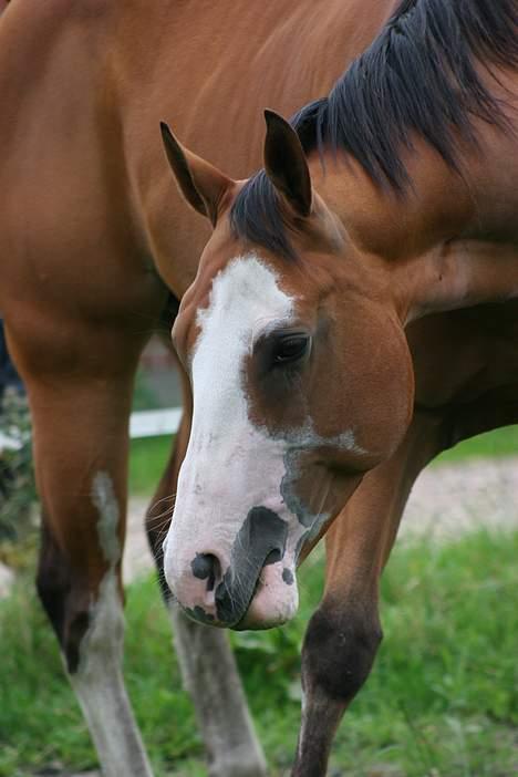 Paint Gambler Emmelie - Copyright    nix pille billede 11