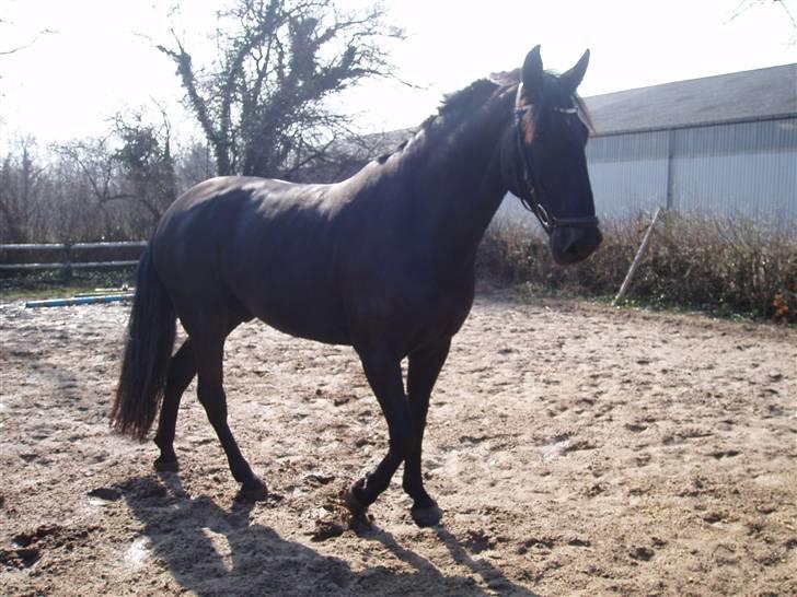 Anden særlig race Baltic Zorro <33  - uhh mere grass =) billede 10