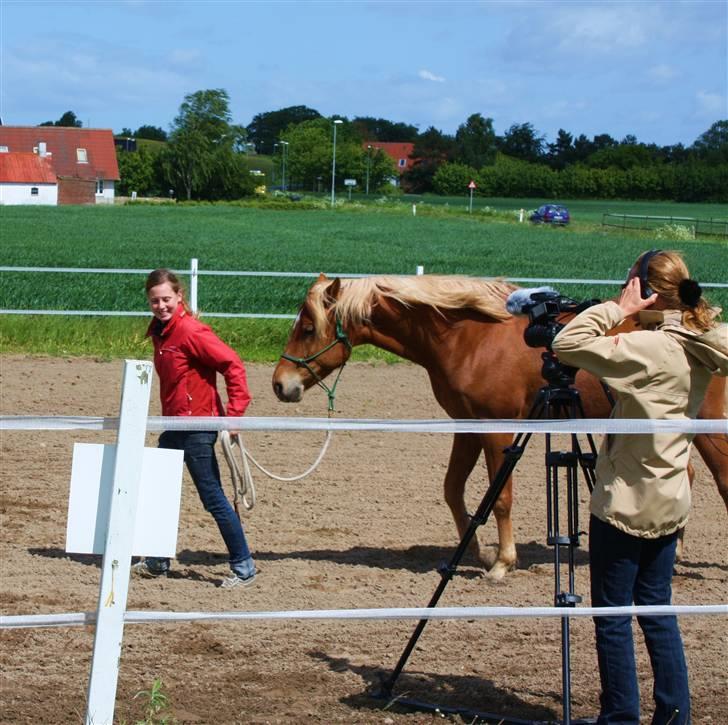 Palomino | Klepholms Krøsus  «3 - Optagelse til Myhorse.tv ( :  billede 13