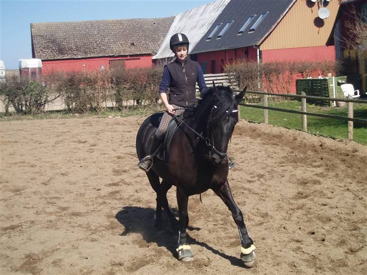 Anden særlig race Baltic Zorro <33  - schenkel vininger (staves) :D haha billede 12
