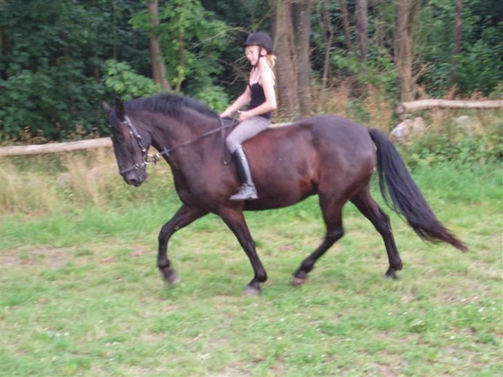 Anden særlig race Baltic Zorro <33  billede 13