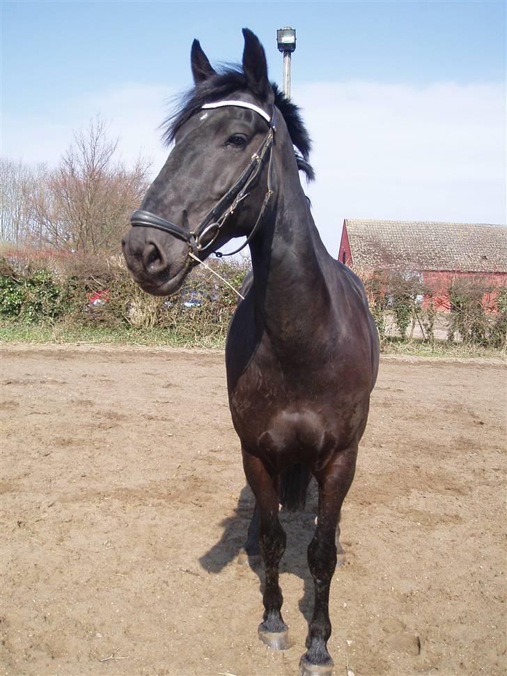 Anden særlig race Baltic Zorro <33  billede 14