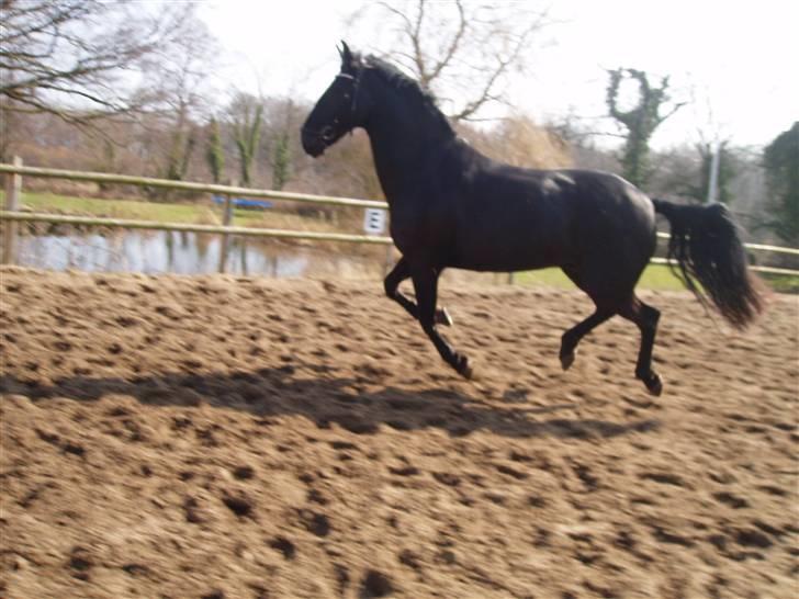 Anden særlig race Baltic Zorro <33  billede 15