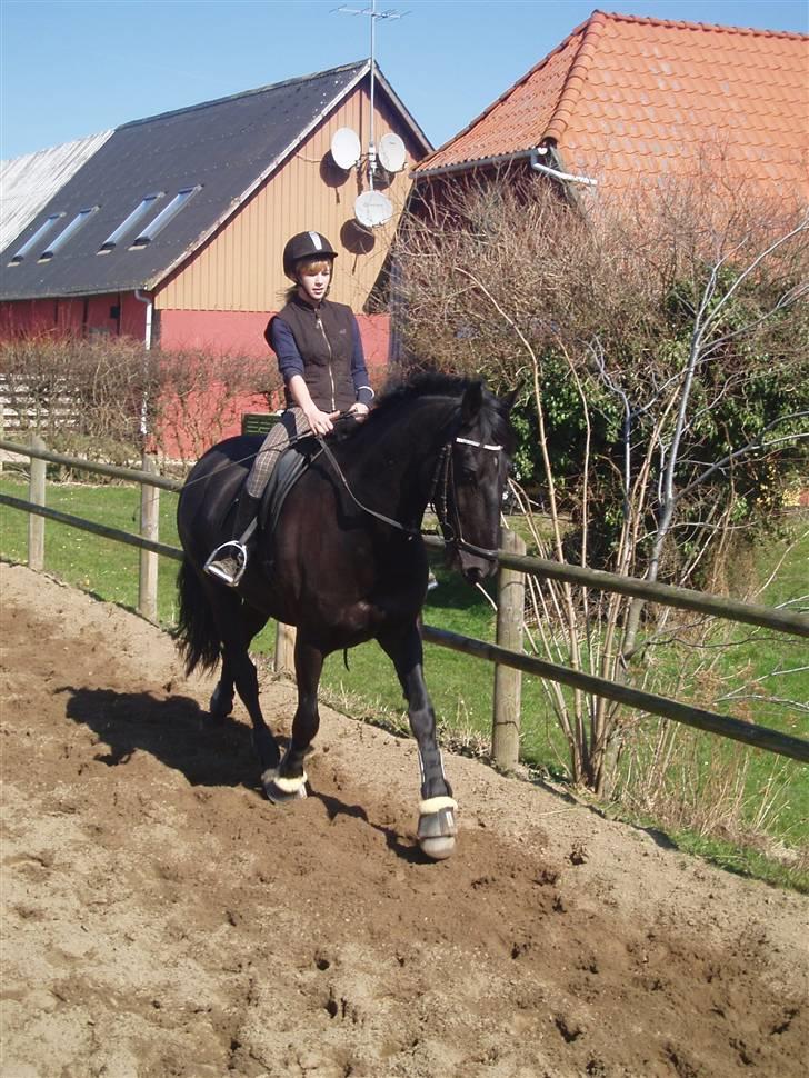 Anden særlig race Baltic Zorro <33  billede 16