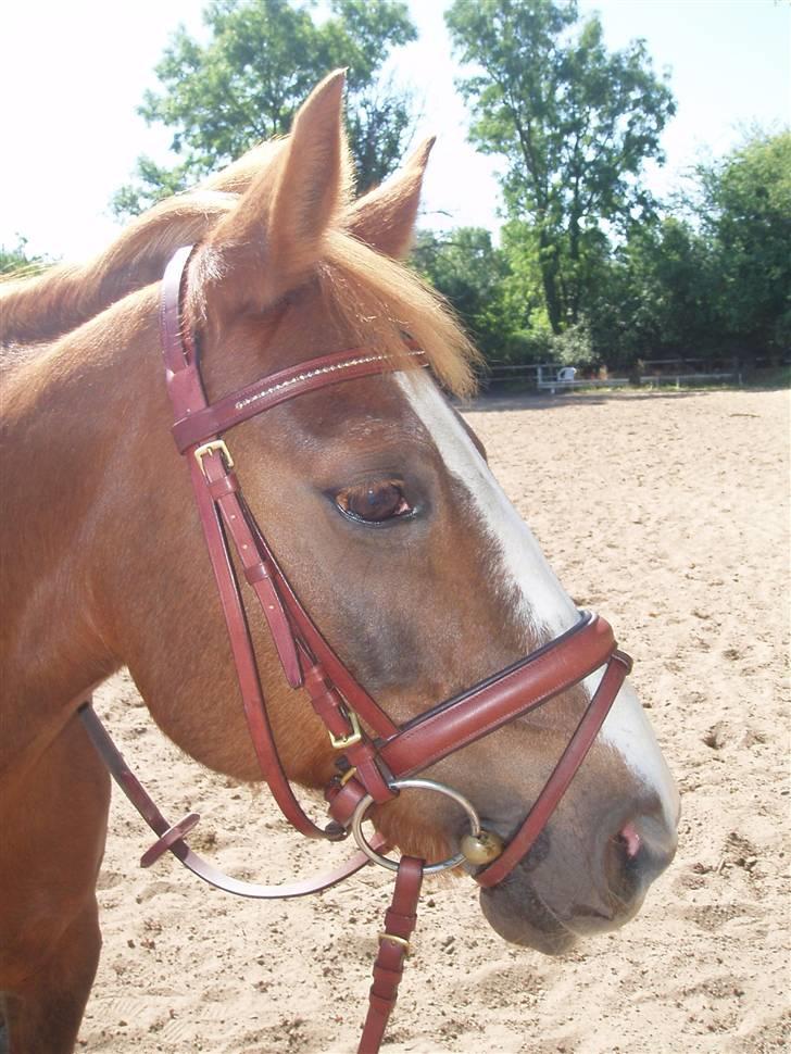 Anden særlig race Feline(Fiffi) *solgt* - *NYT* min smukke gamle pony billede 9