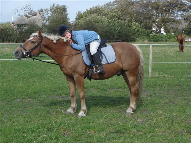 Haflinger Agent 007 - #13 vibeke og Agent sept 07 billede 13