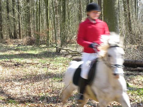 Anden særlig race Søvinds Silvermoon*SOLGT* - til jagt.. billede 20