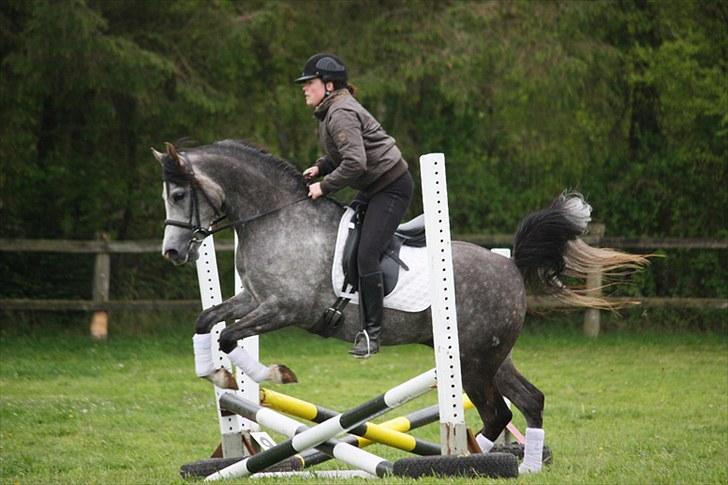 Arabisk fuldblod (OX) Wisdoms Al Ashab ox 4211 - Pinse 2010.  billede 6