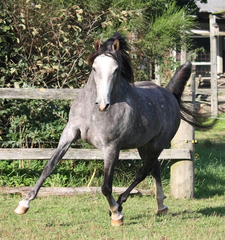 Arabisk fuldblod (OX) Wisdoms Al Ashab ox 4211 - September 2009 billede 7