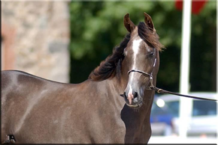 Arabisk fuldblod (OX) Wisdoms Al Ashab ox 4211 - Show 2006. 1 år gammel. Foto taget af Julie Agersten billede 9