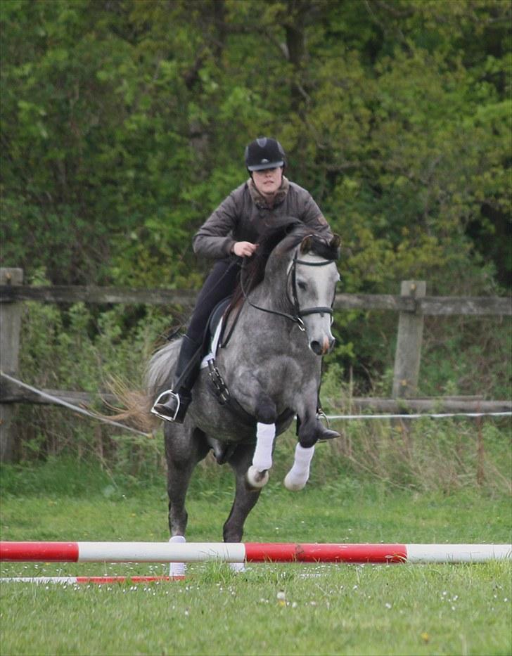 Arabisk fuldblod (OX) Wisdoms Al Ashab ox 4211 - Pinse 2010.  billede 11