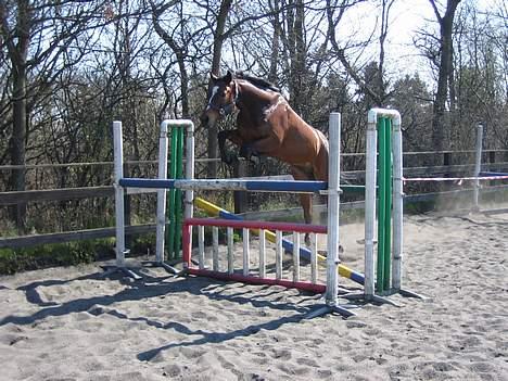 Fuldblod (XX) ~Bolsjoj~ billede 12