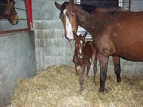 Dansk Varmblod Copinette  - så blev Graversgaards Redina født, d. 28-03-06. en fin lille hoppe.  billede 10