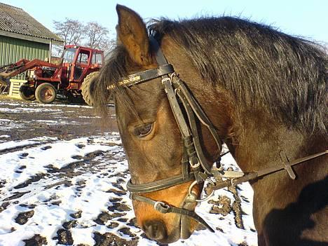 Anden særlig race  Elevhest Robin - Uhh er jeg ikk pæn når jeg går ned??;P billede 1