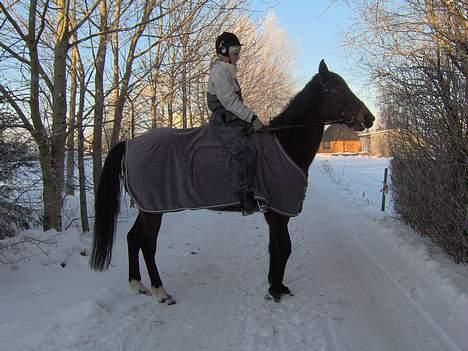 Traver Virina T billede 20