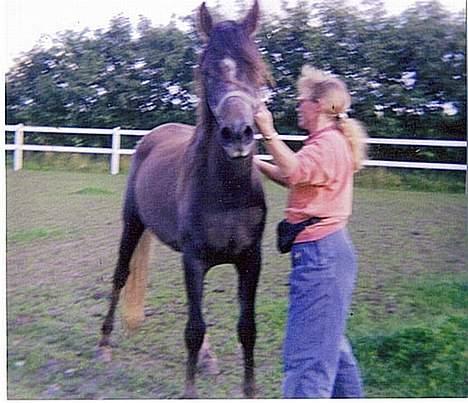 Arabisk fuldblod (OX) Faisal ox 1700 - Ja sådan så han ud da jeg fik ham d 26 august 1993... foto Marlene Ølgod billede 11