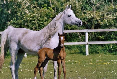 Arabisk fuldblod (OX) Wisdoms Al Ashab ox 4211 - Ashab og hans smukke mor Samarrah foto taget af Kastanielunds hestefotograf Marianne S. Krog billede 13