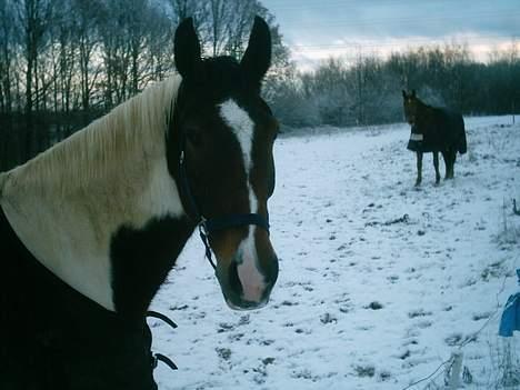 Pinto Lotus (Solgt) - En vinter dag i sneen. Fotograf: mig billede 12