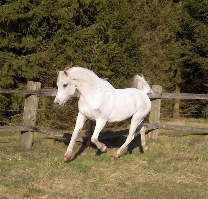 Arabisk fuldblod (OX) Faisal ox 1700 - nyt februar 2008 billede 17