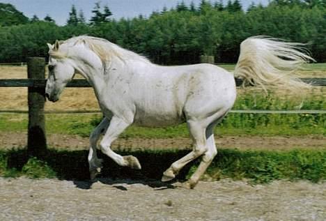 Arabisk fuldblod (OX) Faisal ox 1700 - foto: Kastanielunds hestefotograf billede 18