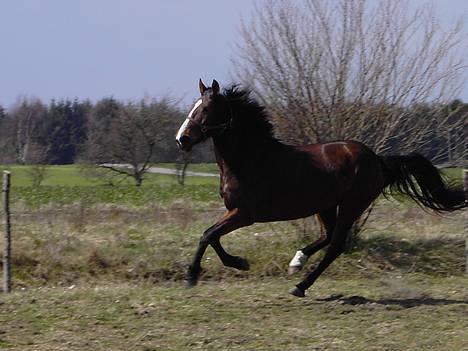 Dansk Varmblod Stagsted's Magic - April 2005 .. Smukt billede af hende synes jeg. Elsker dette billede .. Fotograf: Mig (Sandra Buus - Sipo Foto) billede 3