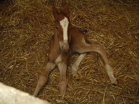 Frederiksborg Milâno Ålbækkegård (Død) - her er han kun 5 timer gammel. billede 1