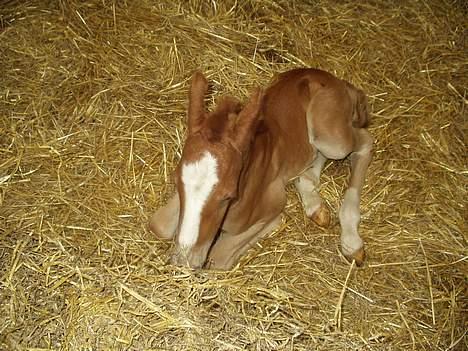 Frederiksborg Milâno Ålbækkegård (Død) - Her er han 5 timer gammel. billede 3