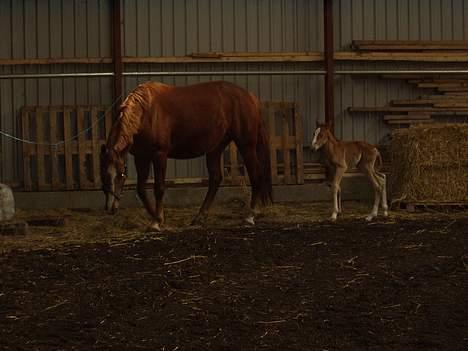 Frederiksborg Milâno Ålbækkegård (Død) - Går efter mor. 8 timer gammel. billede 4