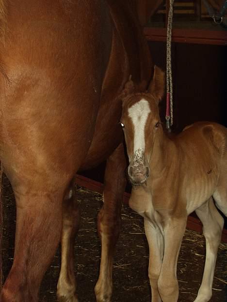 Frederiksborg Milâno Ålbækkegård (Død) - Jep. jeg er en hingst. 8 timer gammel. billede 5