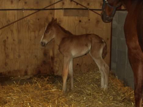 Frederiksborg Milâno Ålbækkegård (Død) - Her står han usikkert på sine lange ben. Han er kun 3 timer gammel. billede 6