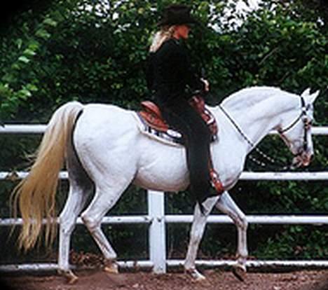 Arabisk fuldblod (OX) Basta R.I.P. blev 27½ år - Basta & Marianne western stævne 2002 på Calbar Arabians billede 11