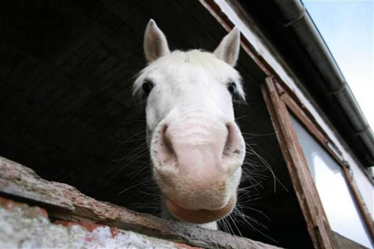 Anden særlig race LAIKA <3  -  HimmelHesten :´( - Gir du et myyys ? billede 10