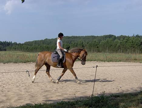 Welsh Cob (sec D) Rudi - SOLGT - træning den31/07-2006 billede 10