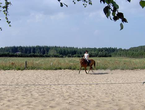 Welsh Cob (sec D) Rudi - SOLGT - træning den 31/07-2006 billede 11
