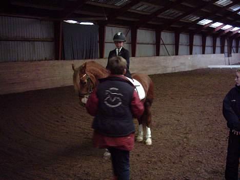 Welsh Cob (sec D) Rudi - SOLGT - her har vi vundet en 1 præmie i Lc 3 i åstrup rideklub billede 12